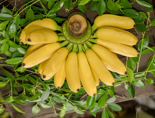 fresh-banana-table